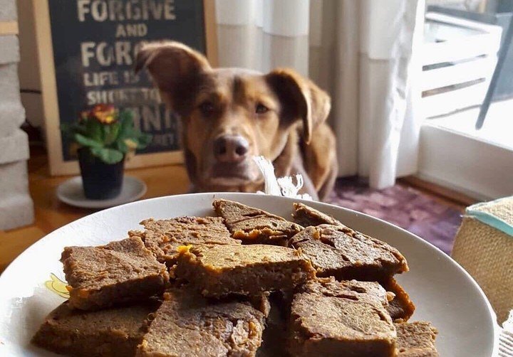 Como encontrar un equilibrio optimo en la alimentacion de las mascotas