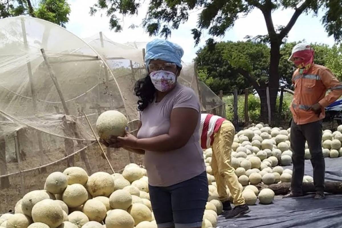 Si nacimos pa' semilla: Las mujeres que sembrando dejaron atras el conflicto armado