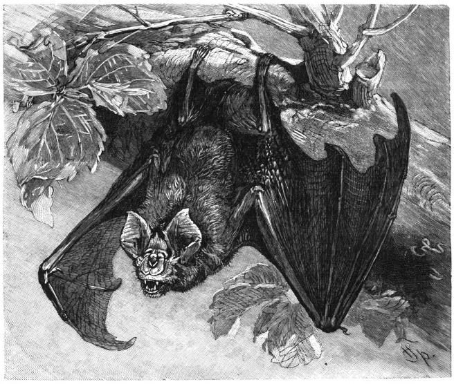 Murcielago de Herradura Ilustracion de principios del siglo XX de un murcielago de herradura, sospechoso de ser el reservorio del virus.
