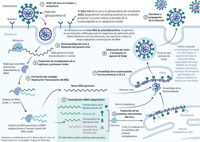 Replicacion del SARS-CoV-2 Esquema del ciclo de replicacion del SARS-CoV-2. El primer paso es la entrada en la celula, gracias al reconocimiento de una proteina receptora por la espicula. El segundo paso es la utilizacion de la maquinaria celular para fabricar los ARN mensajeros, las proteinas y las copias del ARN genomico. Despues, tiene lugar el ensamblaje de los nuevos virus y la salida de estos de la celula infectada.