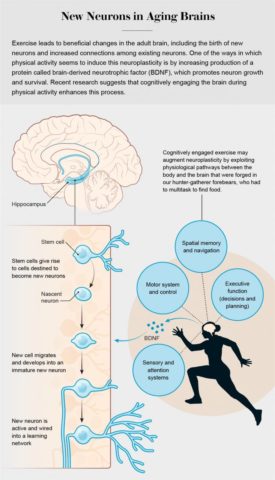 www.intramed.net - ¿Por que el cerebro necesita ejercicio? www.intramed.net - ¿Por que el cerebro necesita ejercicio?