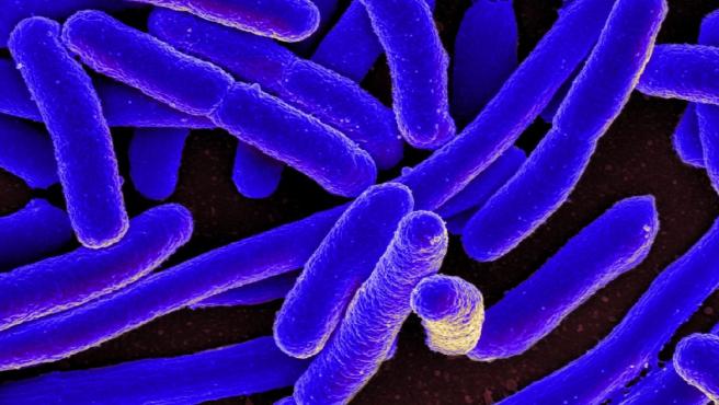 Vista con el microscopio de la bacteria Escherichia Coli.