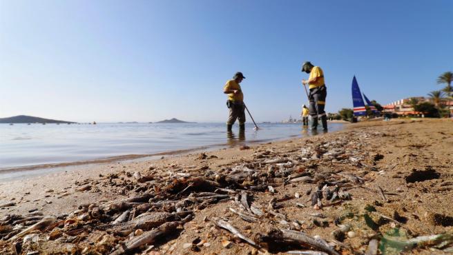 Miles de peces muertos y 7 playas cerrada, es la imagen que una semana después acompaña al Mar Menor. Consternados los vecinos protagonizan sonoras protestas a las que se suman las quejas de los turistas. Unos y otros graban las imágenes y contemplan atónitos cómo la mayor laguna salada de Europa, un ecosistema único se ha convertido en esto... Un escenario demoledor que supera ya a las tragedias vividas años anteriores, porque el ecocidio continúa día tras día. El mar sigue vomitando miles de cadáveres hacia la orilla. Más de 4 toneladas y media recogidospor pescadores y voluntarios que de forma improvisada se afanan por salvar el que hasta hace una semana era su paraíso particular