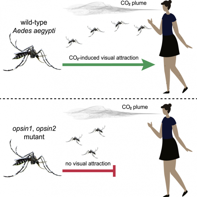 Gráfico que muestra el efecto de la eliminación de Op1 y Op2 en los mosquitos Aedes aegypti.