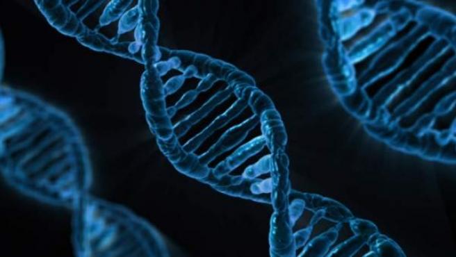 El ARN luego evoluciono para crear proteinas y enzimas. Con el tiempo, estas enzimas ayudaron al ARN a producir ADN, lo que llevo a organismos complejos.