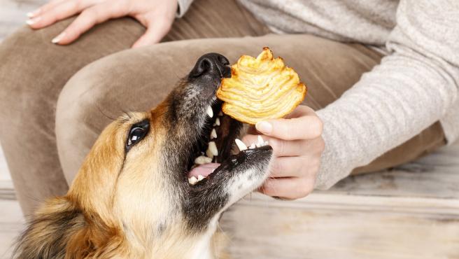 Un perro comiendo dulce