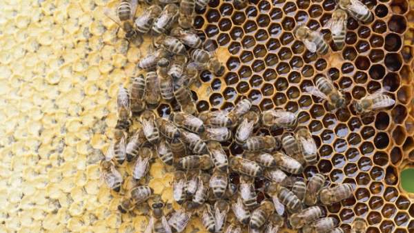 La formacion de un panal de abejas.
