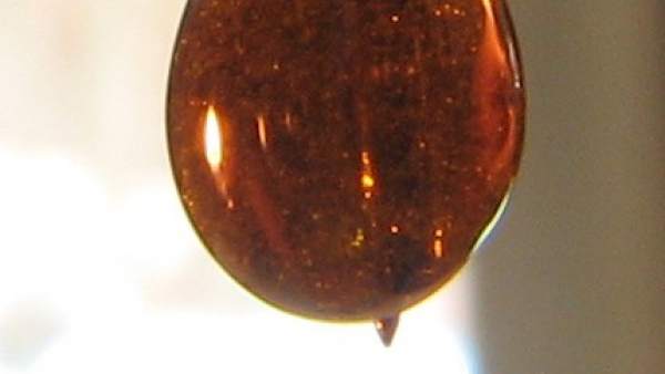 Imagen ampliada de una gota de aceite de cannabis.