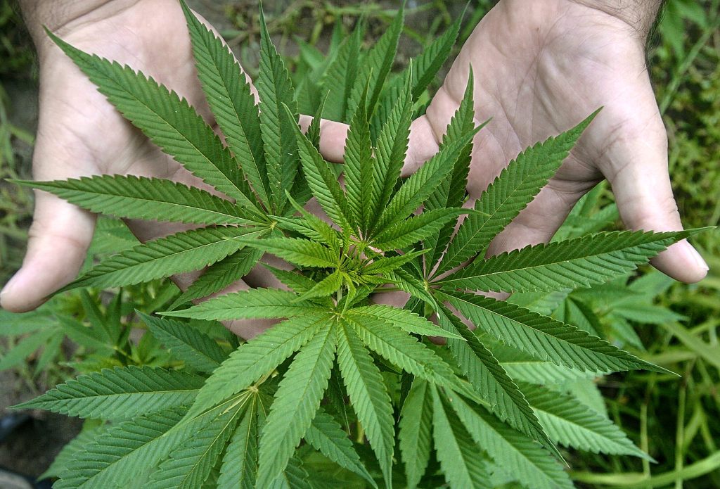 Imagen de archivo de una persona que muestra hojas de marihuana.