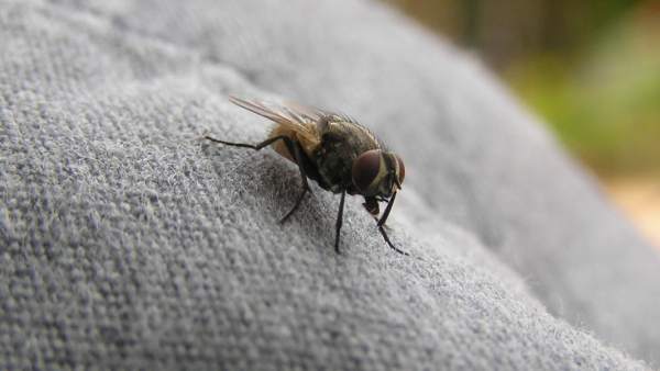 Imagen de una mosca.