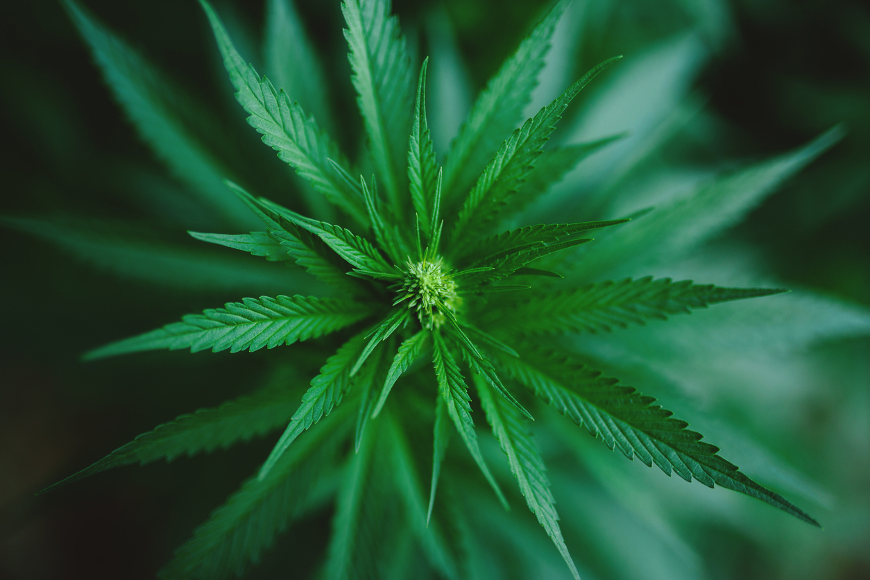 Los cambios regulatorios sobre el cannabis están permitiendo una investigación más abierta y honesta sobre los verdaderos efectos del cannabis en la salud.