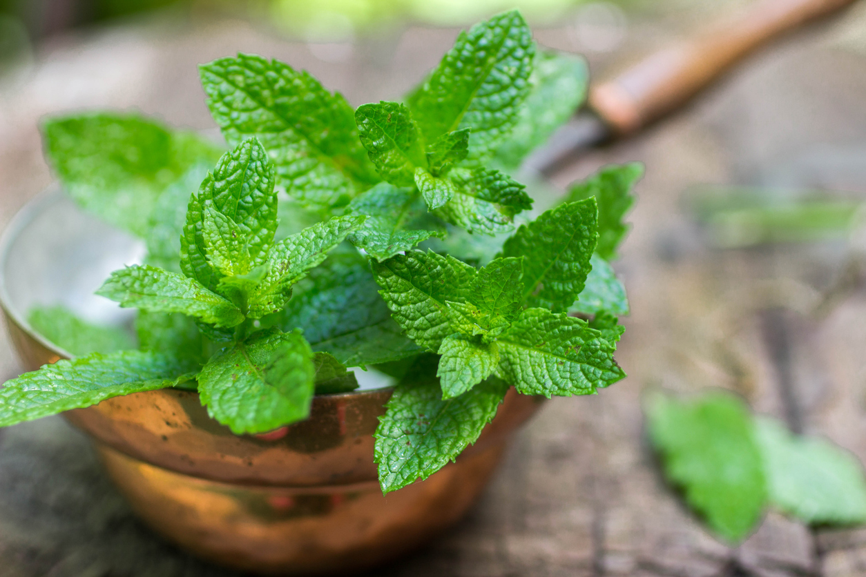 La menta es un eficaz remedio contra los virus.