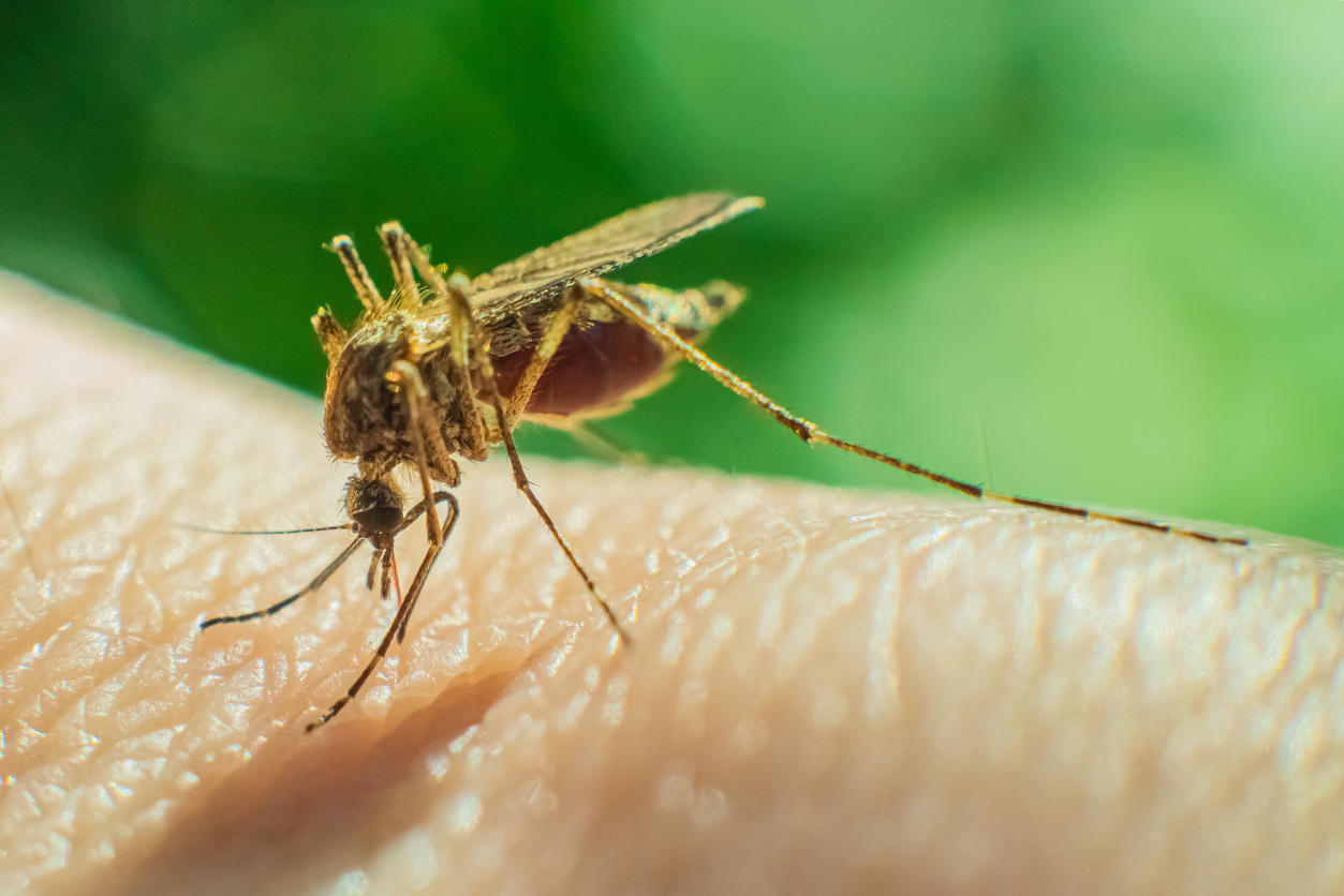 Un mosquito
