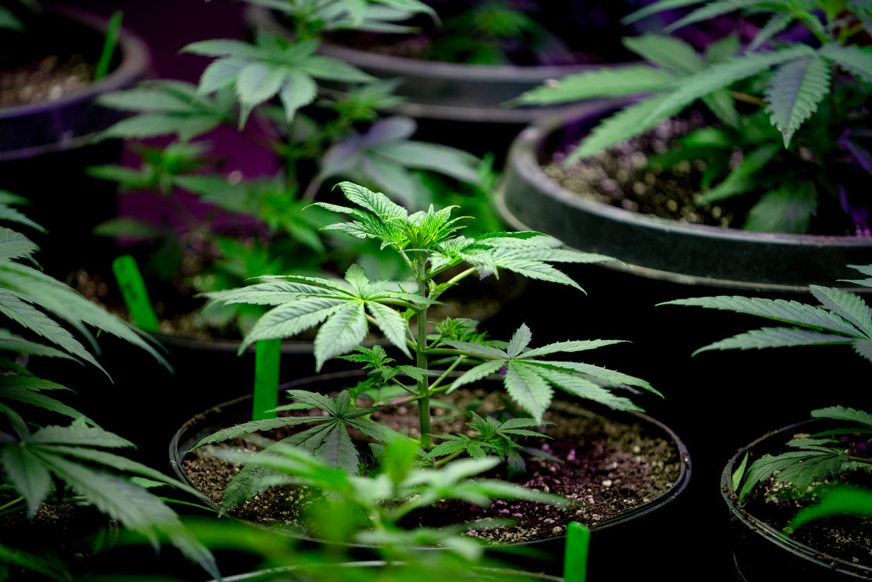 Una planta de marihuana.