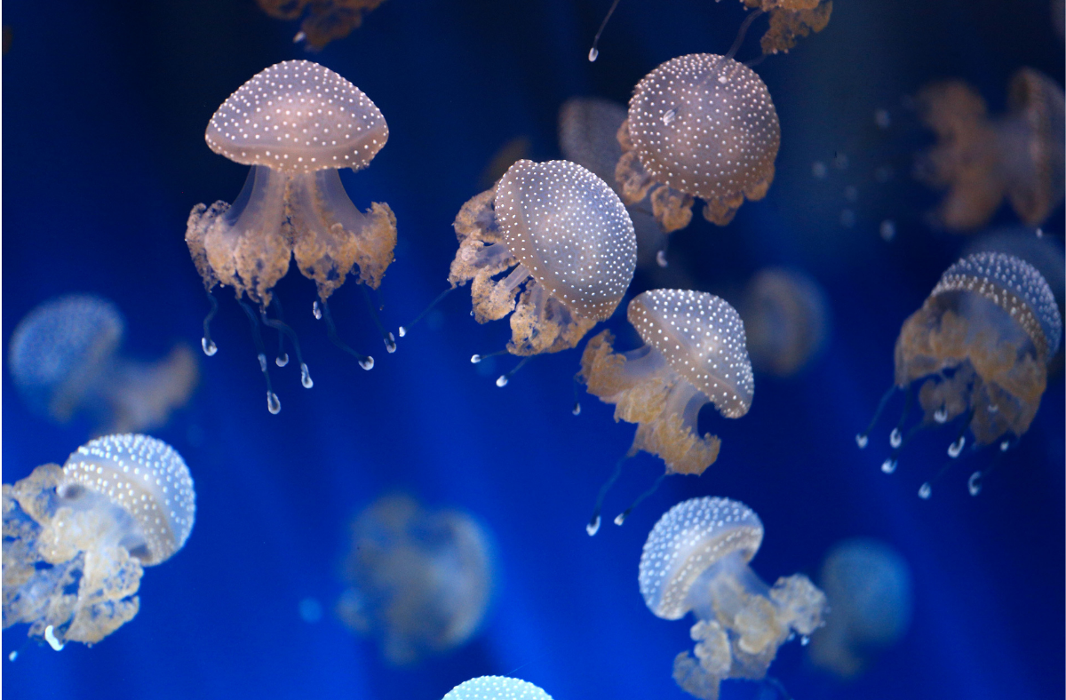Medusas