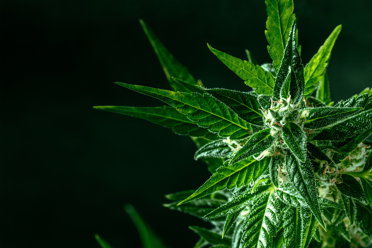 El cannabis tiene una concentracion cada vez mayor de compuestos psicoactivos, lo que puede tener importantes consecuencias para la salud de las personas.