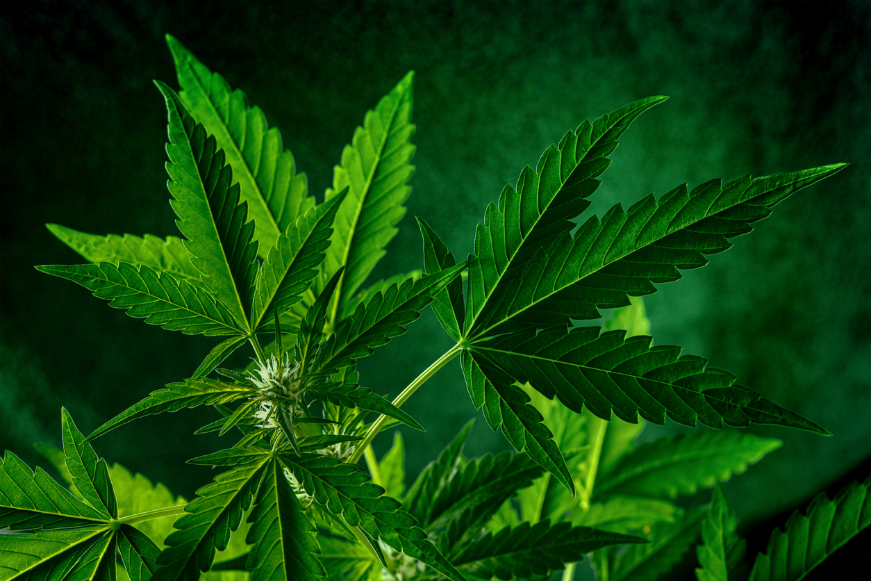 Fotografía de una planta de cannabis