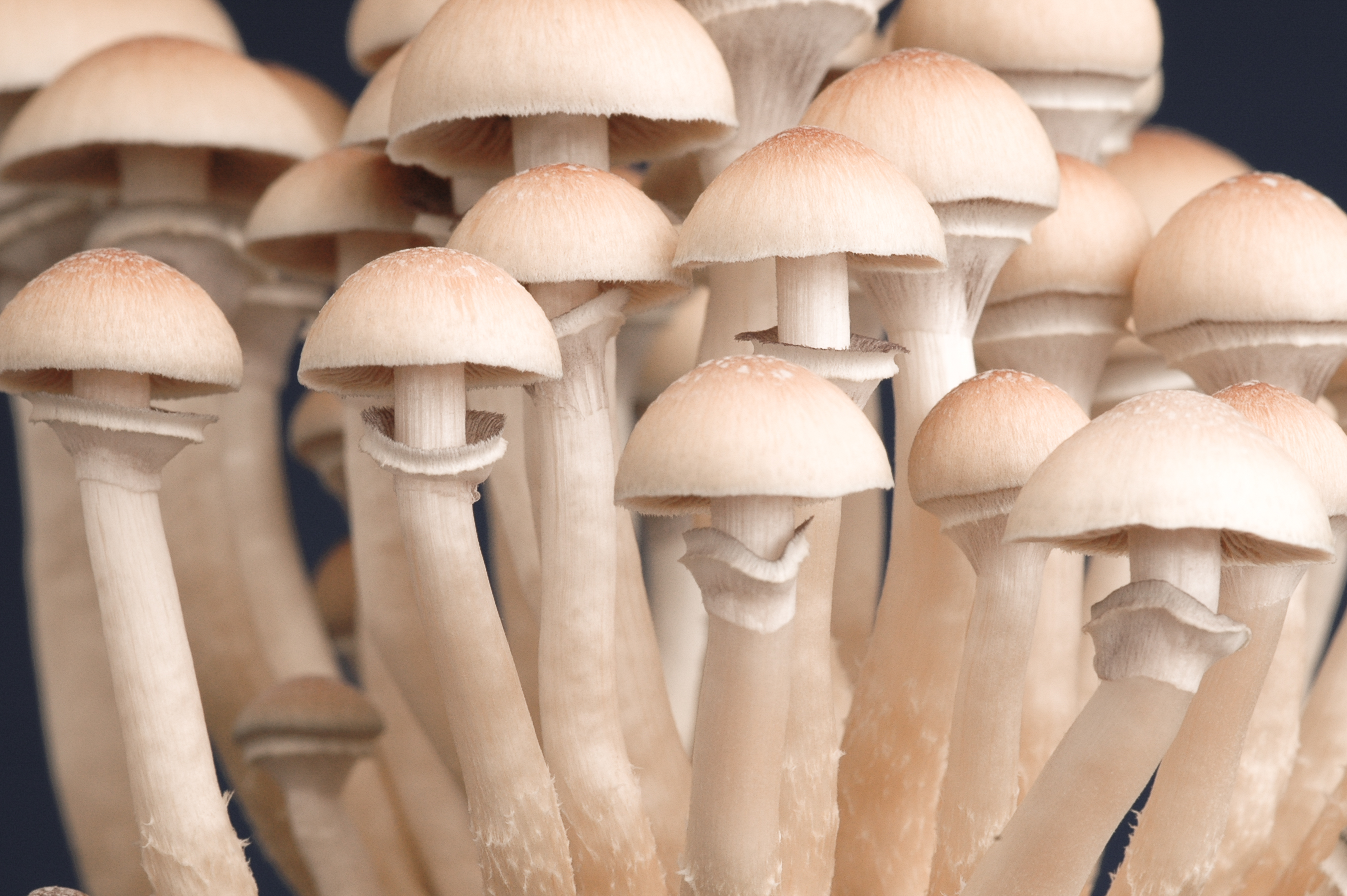 Hongos alucinógenos