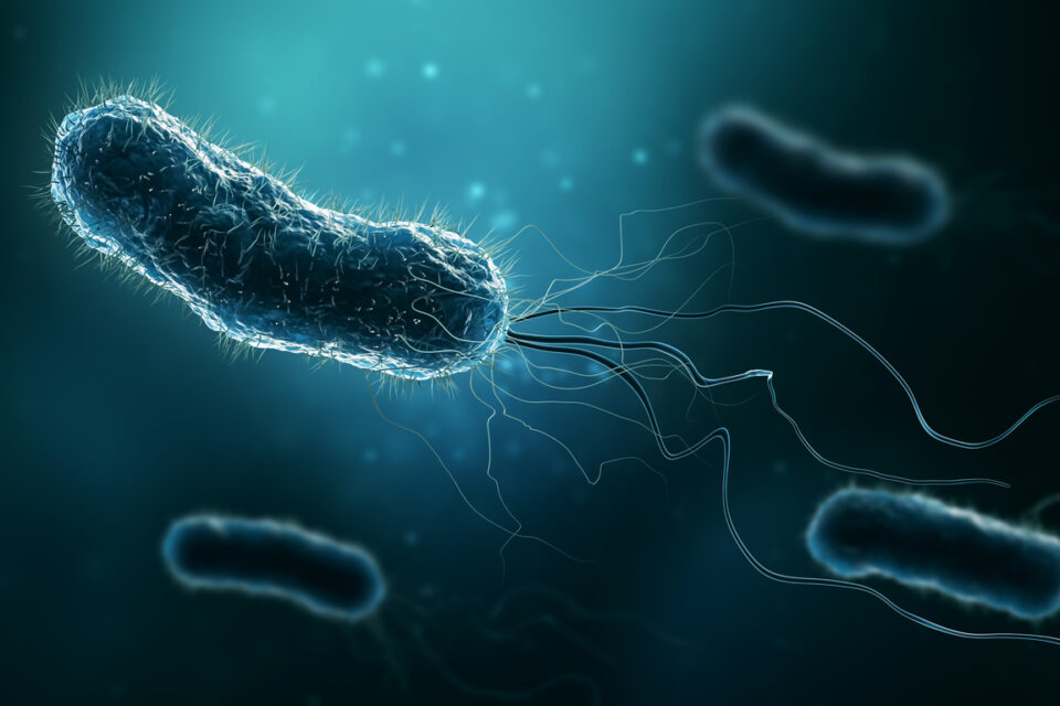 Identifican las 'semillas' que colonizan órganos en la metástasis del cáncer de mama