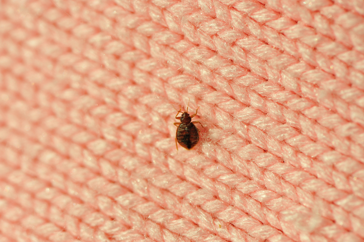 Las chinches se refugian en las camas y sofás o cerca de ellos, y pueden ser muy difíciles de exterminar.