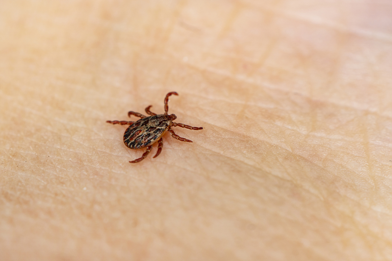 Las garrapatas son el principal vector de la enfermedad de Lyme.