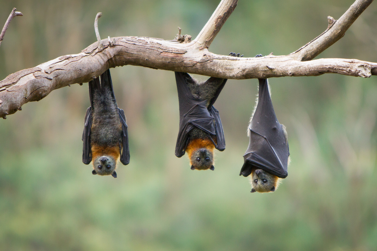 Murciélagos Pteropus, que son el principal reservorio natural del virus Nipah.