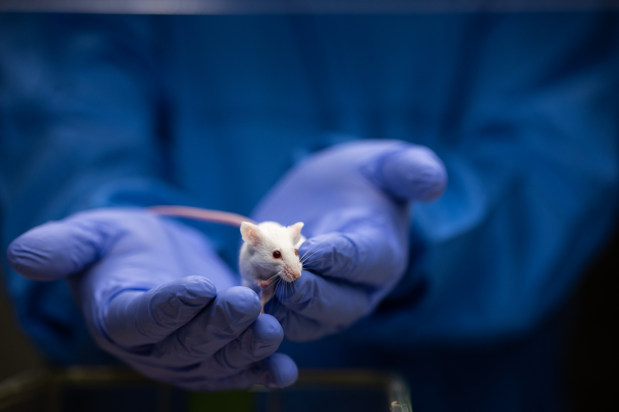 Un estudio sobre modelos animales (ratones) ha revelado una nueva y prometedora vía para buscar terapias contra el alzhéimer.